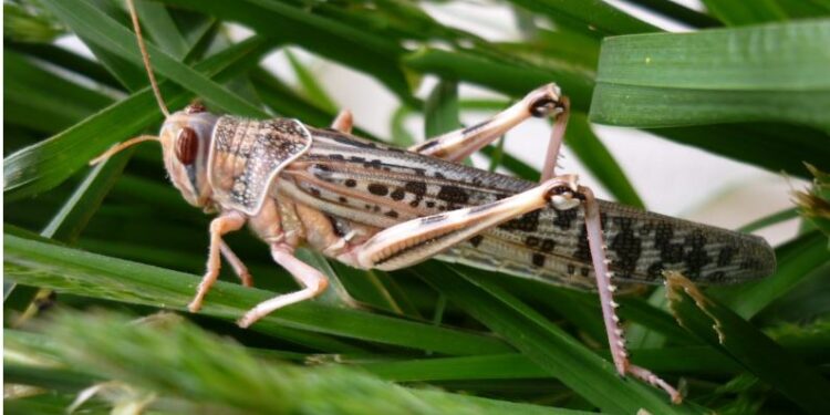 На Запоріжжі нашестя сарани, під загрозою Херсонщина і Миколаївщина (ВІДЕО)