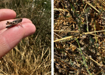 Сарана атакує Одещину – вперше за 20 років (ФОТО)
