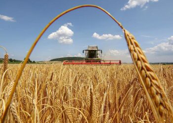 Українські аграрії зібрали майже 20 млн тонн зернових та зернобобових культур