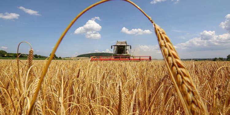 Українські аграрії зібрали майже 20 млн тонн зернових та зернобобових культур