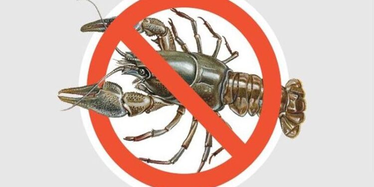 З 10 серпня на Миколаївщині – заборона на вилов раків: які штрафи