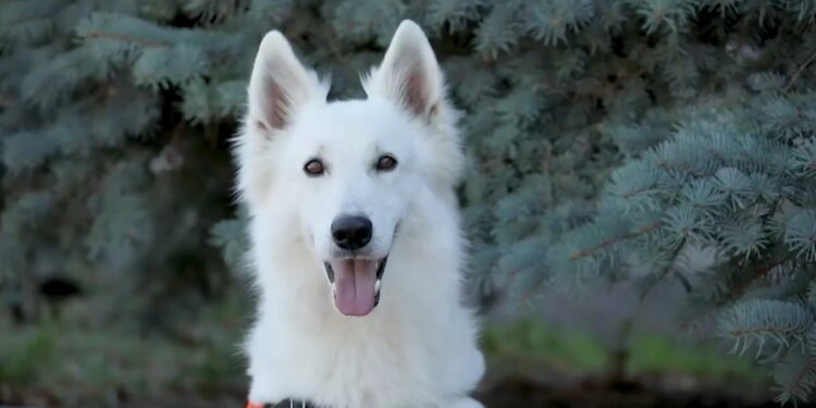 Миколаївський поліцейський пес Гром встановив рекорд – за рік знайшов 13 кг наркотиків (ВІДЕО)