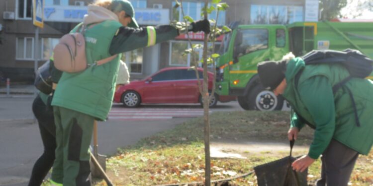 Восени на території Миколаєва «Миколаївські парки» планують висадити 310 дерев