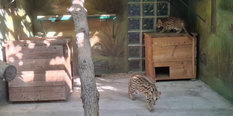 У Миколаївському зоопарку нові постояльці – бенгальські кішки (ВІДЕО)