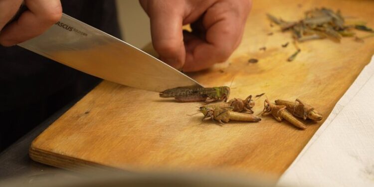 Сарана по-українськи, з часником: у ресторанах Дніпра почали готувати комах (ФОТО, ВІДЕО)