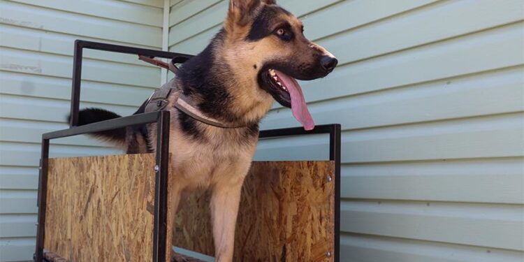 Джон – чотирилапий помічник миколаївських нацгвардійців (ФОТО)