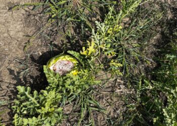 Фермерів Одещини атакують зайці – гризуть кавуни і дині (ФОТО)