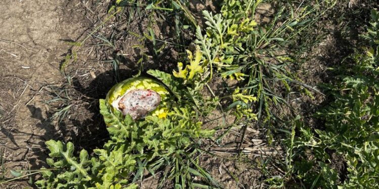 Фермерів Одещини атакують зайці – гризуть кавуни і дині (ФОТО)