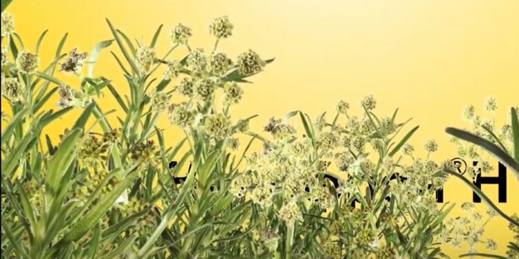 Растительные средства в поддержке здоровья мочевыделительной системы