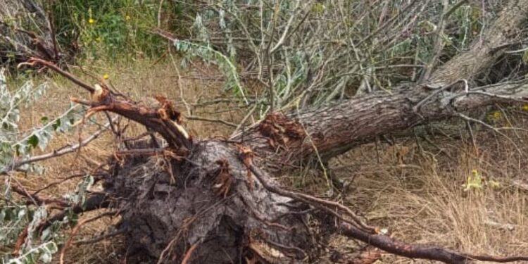 На березі Південного Бугу на Миколаївщині невідомі знищили 102 маслинки (ФОТО, ВІДЕО)
