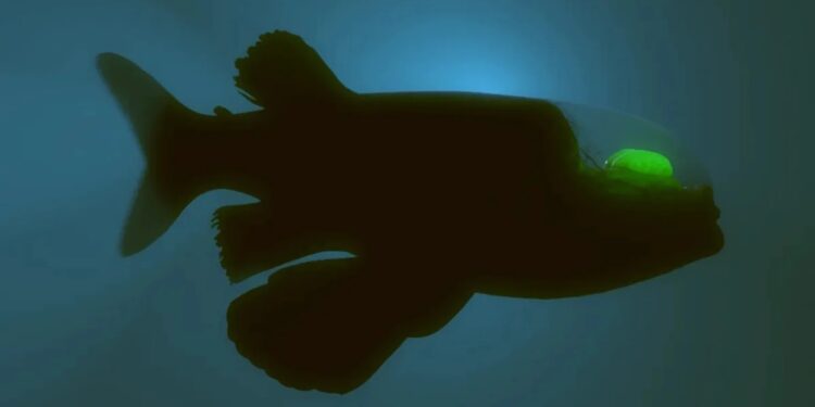 Дивні створіння природи – на глибині океану живе риба з прозорою головою (ВІДЕО)