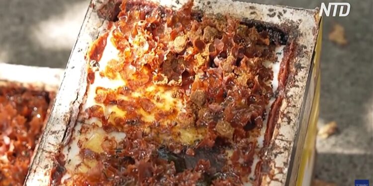 Мед безжалих бджіл може виявитися цінними ліками (ВІДЕО)