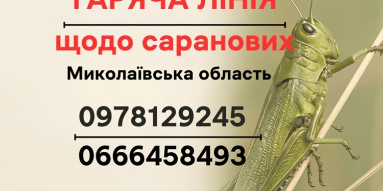 На Миколаївщині відкрили «гарячу лінію» щодо саранових – куди телефонувати