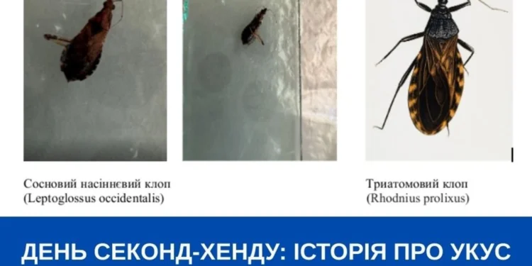 У магазині секонд-хенду жінку вкусив клоп: у ЦКПХ дали поради як вберегтися при купівлі вживаного одягу