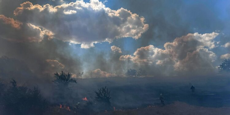 На Миколаївщині горить Новопетрівське лісове урочище (ФОТО)
