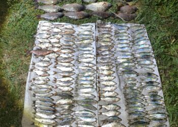 На Миколаївщині впіймали браконьєра, який незаконною риболовлею завдав школи на понад 335 тис.грн. (ФОТО)