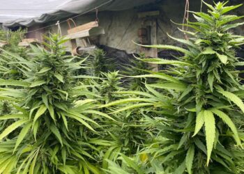 На Миколаївщині чоловік за правилами агротехніки вирощував елітну коноплю (ФОТО, ВІДЕО)