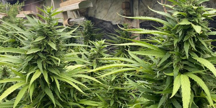 На Миколаївщині чоловік за правилами агротехніки вирощував елітну коноплю (ФОТО, ВІДЕО)