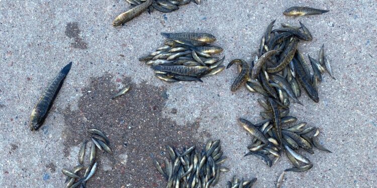 Біля Коблеве знов упіймали браконьєра – незаконним уловом наніс збитків на 660 тис.грн. (ФОТО)