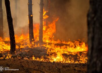 Вже третій раз за цей тиждень на Миколаївщині горить Варюшинський ліс —  підозрюють підпал (ФОТО, ВІДЕО)