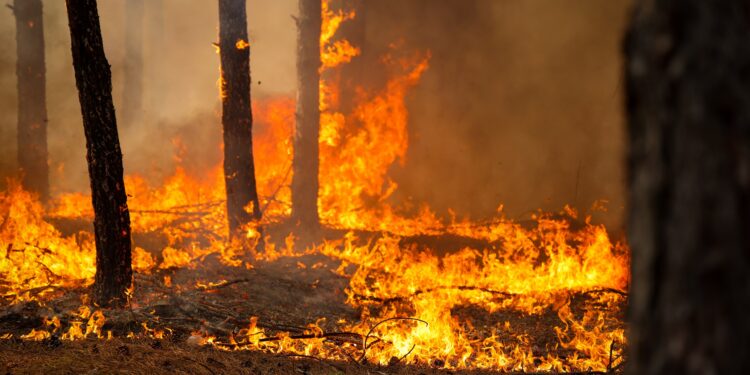 Вже третій раз за цей тиждень на Миколаївщині горить Варюшинський ліс — підозрюють підпал (ФОТО, ВІДЕО)