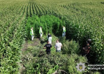 Коноплю ховали в кукурудзі. Поліція провела операцію “Джентльмени” і знищила наркотиків на 200 млн.грн. (ФОТО, ВІДЕО)
