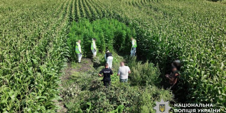 Коноплю ховали в кукурудзі. Поліція провела операцію “Джентльмени” і знищила наркотиків на 200 млн.грн. (ФОТО, ВІДЕО)