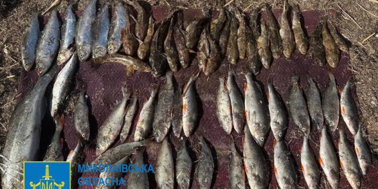 На Миколаївщині затримано чергового браконьєра, який завдав шкоди на 200 тис.грн. (ФОТО)