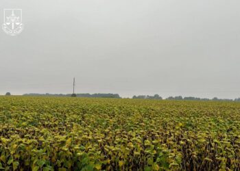 На Житомирщині засіяли соняшником радіоактивно забруднені землі (ФОТО)