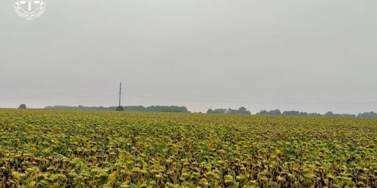 На Житомирщині засіяли соняшником радіоактивно забруднені землі (ФОТО)