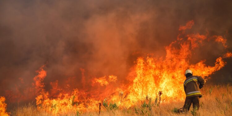 На Миколаївщині горів ліс у Андріївському лісовому урочищі (ФОТО, ВIДЕО)