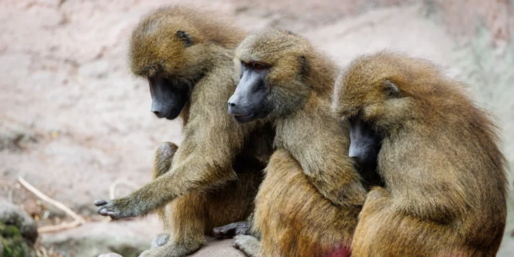 Нюрнберзький зоопарк згодував хижакам зайвих бабуїнів – тепер відбивається від активістів і прокуратури