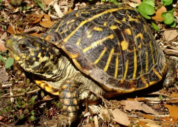 Китаєць незаконно переслав із США до Гонконгу 222 посилки з черепахами – ховав в шкарпетках (ФОТО)