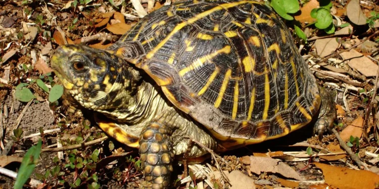 Китаєць незаконно переслав із США до Гонконгу 222 посилки з черепахами – ховав в шкарпетках (ФОТО)