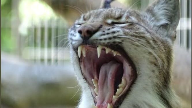 У Данії зоопарк просить віддавати йому «небажаних» домашніх тварин – на корм для хижаків