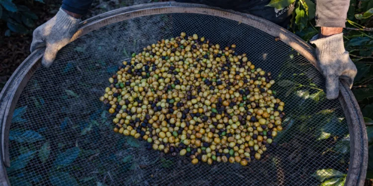 Кавоманам на замітку – кава дорожчатиме через холод у Бразилії
