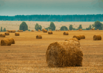 Серпневі вихідні: тепло й літні контрасти