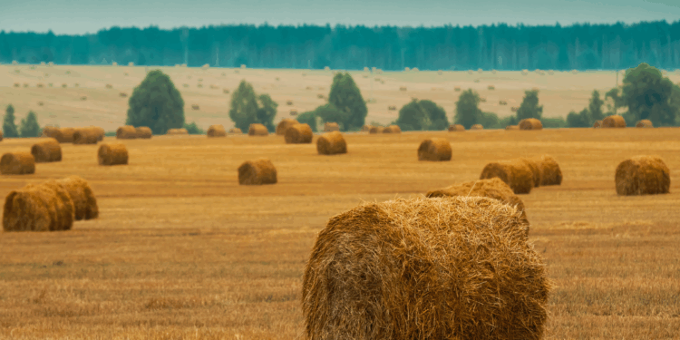 Серпневі вихідні: тепло й літні контрасти