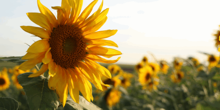 Перші серпневі вихідні: спека на півдні, свіжість на заході