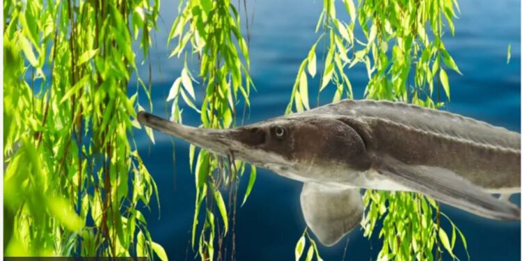 Осетри повернулись у Дніпро, на дні виросли тополі. Що зараз на місці Каховського моря (ФОТО)