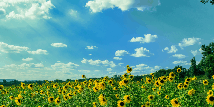 Серпневі вихідні: лагідне тепло та декілька літніх сюрпризів