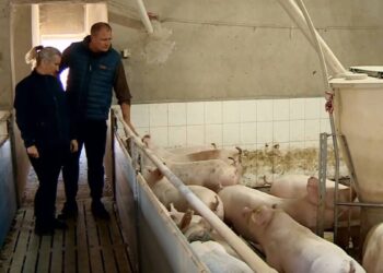У Польщі фермера оштрафували на €25 тис. за сморід з його свинарника – міністр обіцяє доплатити