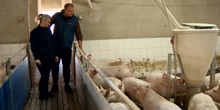 У Польщі фермера оштрафували на €25 тис. за сморід з його свинарника – міністр обіцяє доплатити