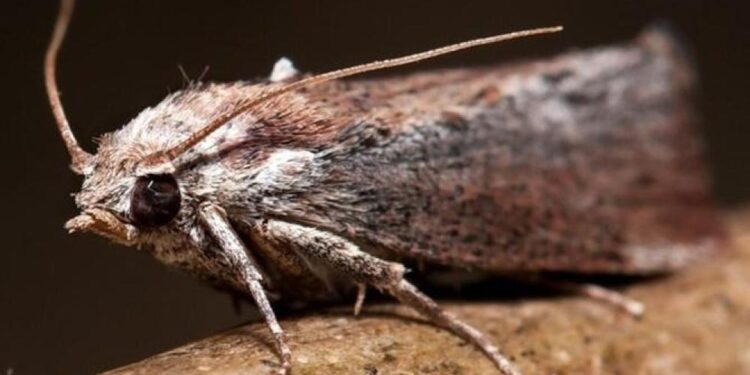 Південь України атакує томатна міль – може знищити всі томати. Що робити