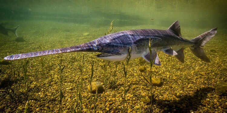 Під Житомиром у річці зловили рибу судного дня – американського веслоноса (ФОТО)