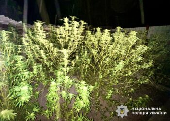 У Кривоозерській громаді Миколаївщини виявили коноплевода – готове зілля та кущі вилучили (ФОТО)