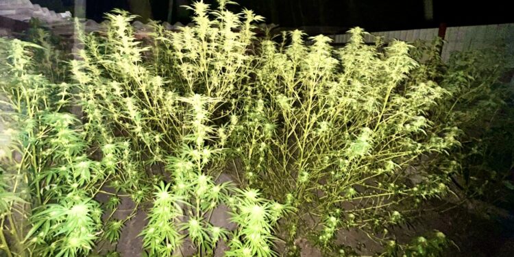 У Кривоозерській громаді Миколаївщини виявили коноплевода – готове зілля та кущі вилучили (ФОТО)