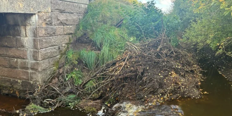 У Данії через бобра майже на тиждень зупинилось залізничне сполучення (ФОТО)