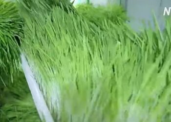 В Іраку фермери годують худобу ячменем, який виростає за п’ять днів (ВІДЕО)