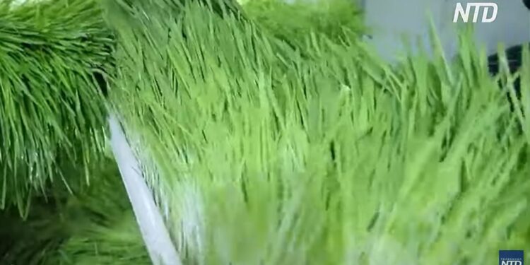 В Іраку фермери годують худобу ячменем, який виростає за п’ять днів (ВІДЕО)